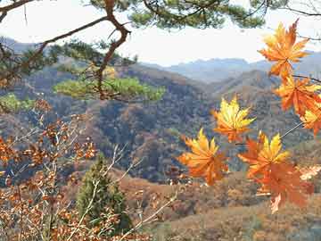 Sunbet最新登陆，全新在线赌博娱乐体验平台